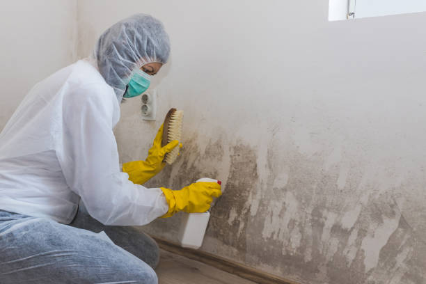 Best Basement Mold Removal  in Premont, TX