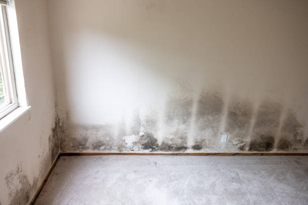  Premont, TX Mold Removal Pros